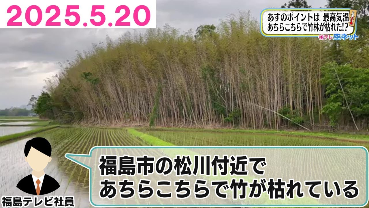 【竹林が枯れている！？　竹のスゴイ事実】福テレ空ネット（2025年5月20日放送)