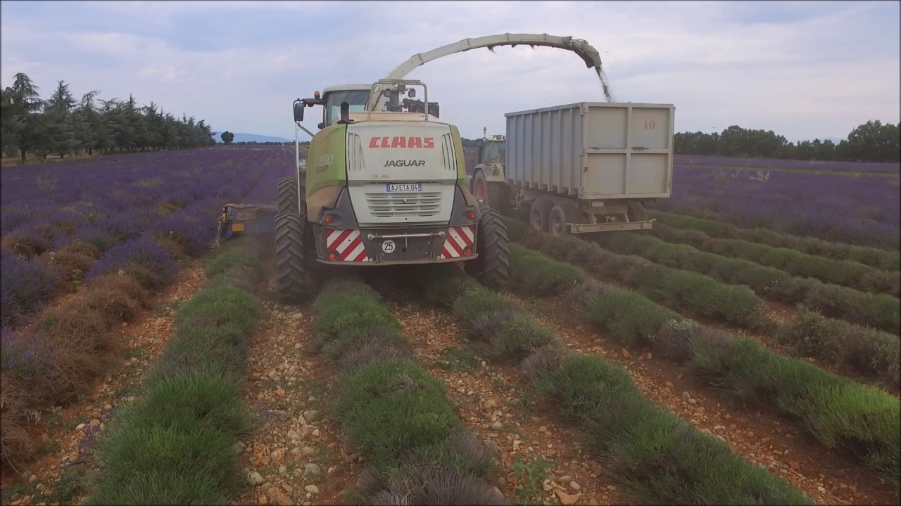 Ensemble unique au monde !!!! Claas jaguar 950 en 4 rangs