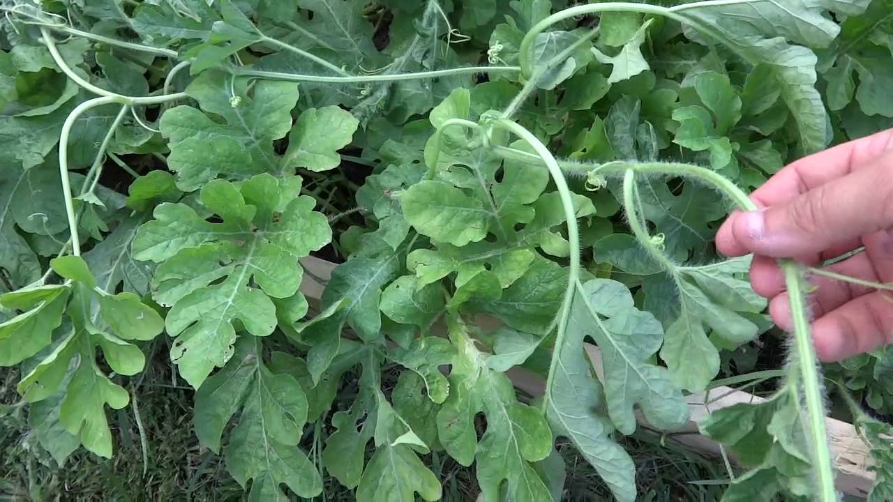 Should you trim your watermelon vine?