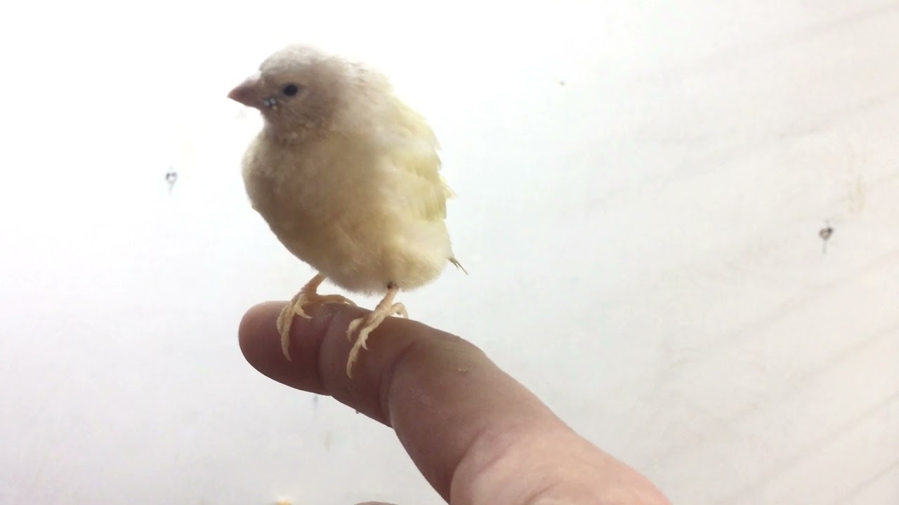 Амадины Гульда.Птенцам 10 дней(кормление вручную).