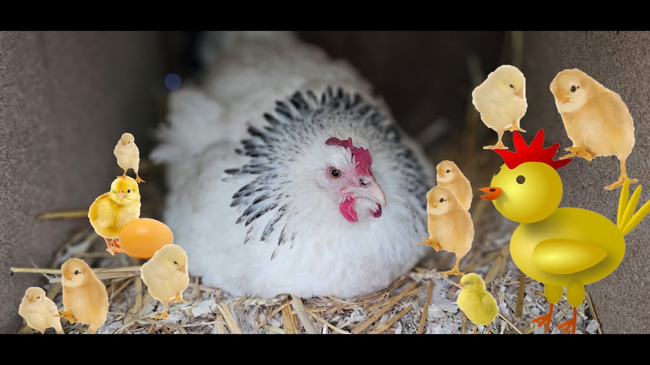 KVOČNA je ŽIVÁ líheň! 🐣 Podkladáme vejce. Podaří se líhnutí? 🙏🐓