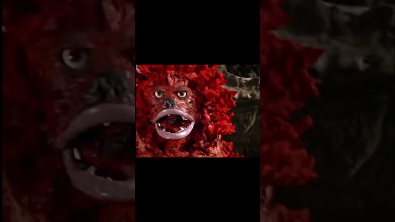 Pigmon...😭☠️