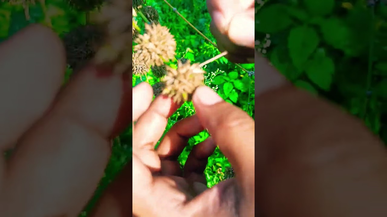 bamboo tree rice #telugu #vlogs #entertainment #bamboo #rice #india