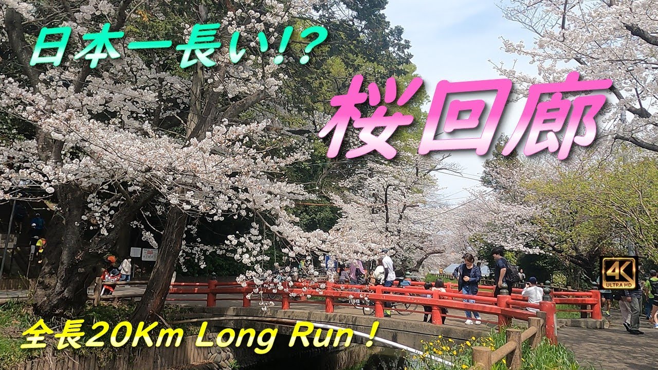 【桜回廊】見沼田んぼの桜回廊！ 全長30Kmのロングランです。 埼玉県さいたま市を中心とした全20Kmに渡る桜街道を走ります！