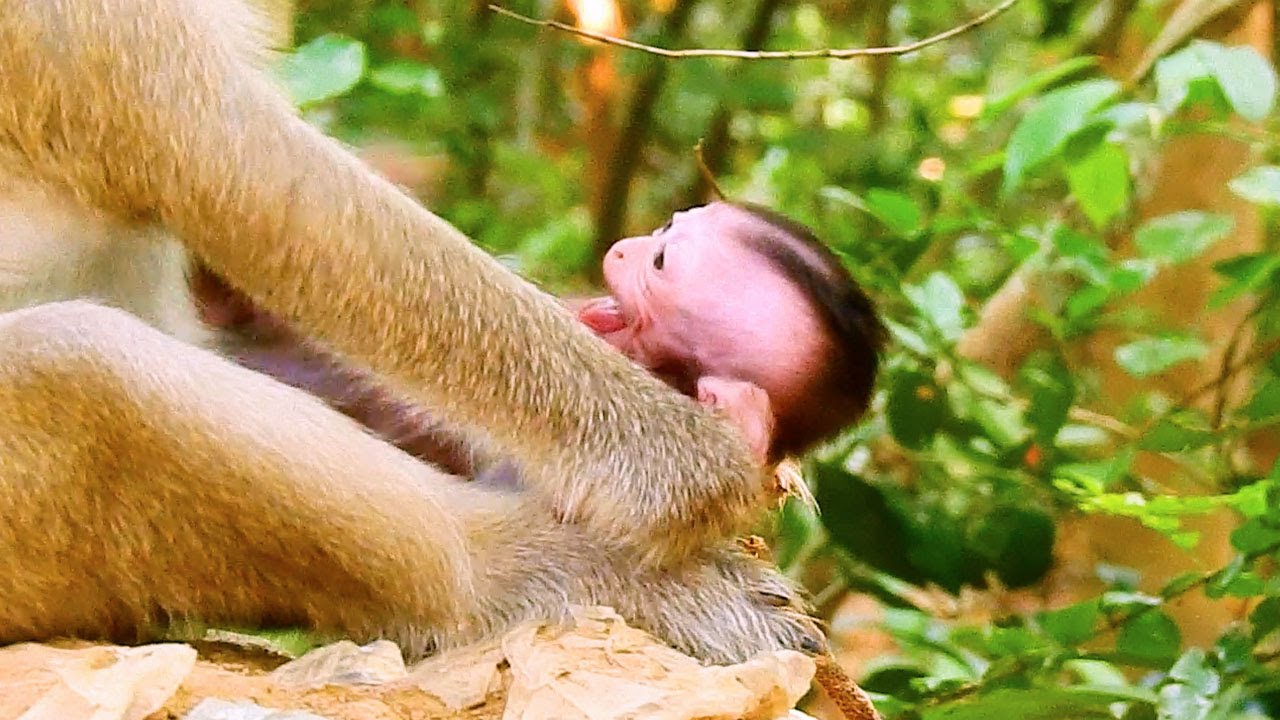 Tiny baby monkey crying because of mom |Popular Daily