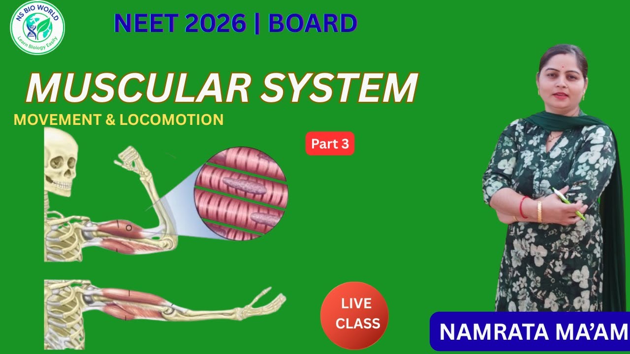 Muscular System Part 3 | Muscle Contraction Mechanism | Sliding Filament Theory | NCERT Biology