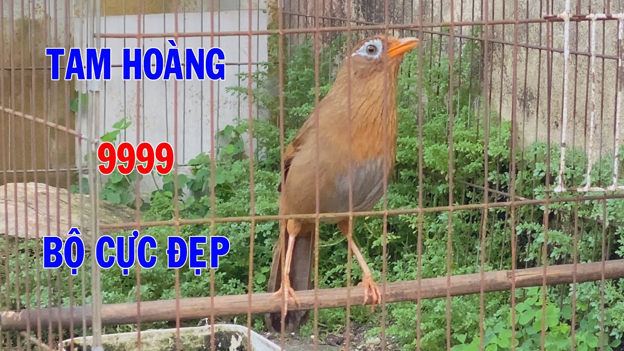 Hm 3531 - Họa mi tam hoàng 9999 bóng bộ đẹp giọng hay ( giá 4tr ) | Hoạt Họa Mi