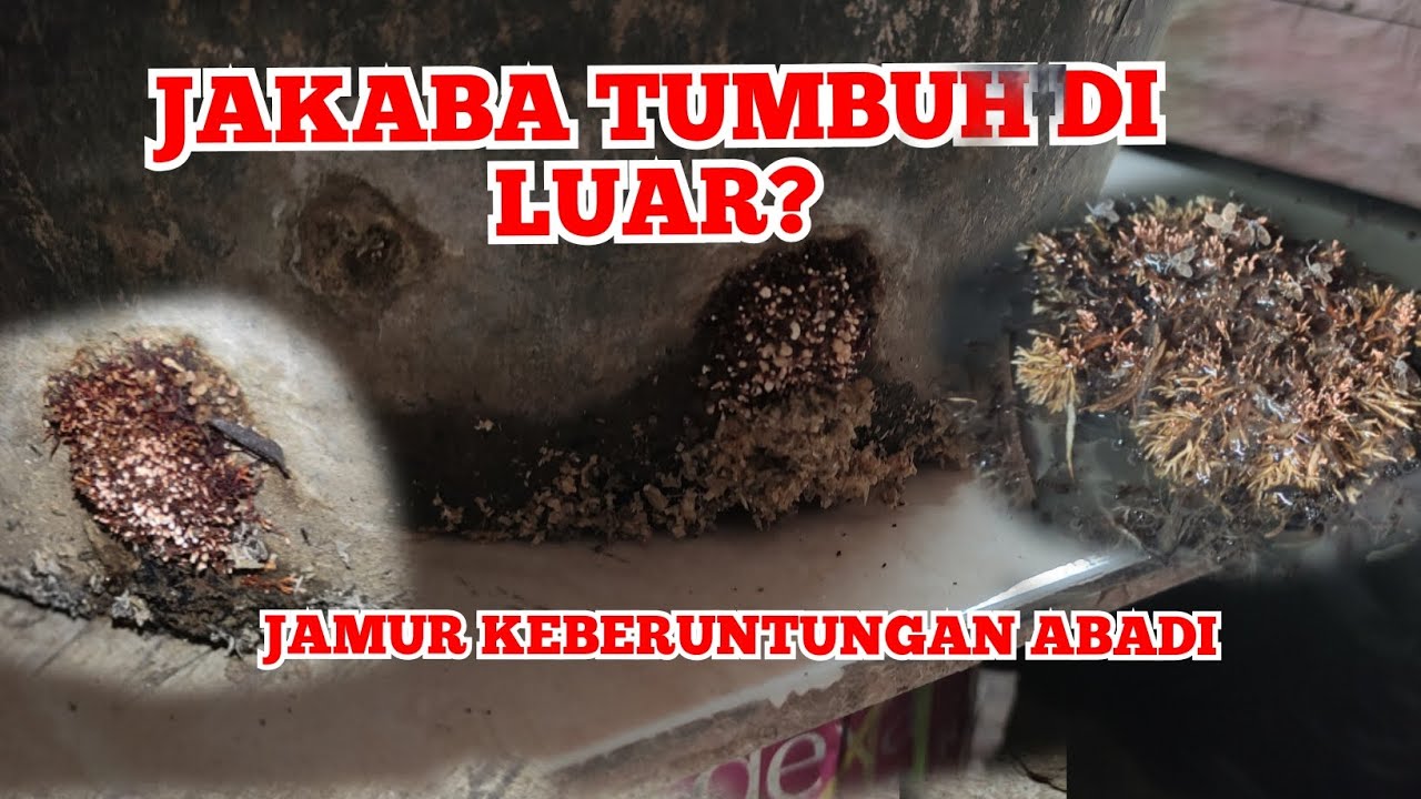 JAMUR JAKABA DI KASIH WADAH TUMBUH DI LUAR?