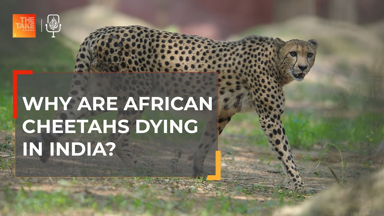 Why are African cheetahs dying in India? I The Take