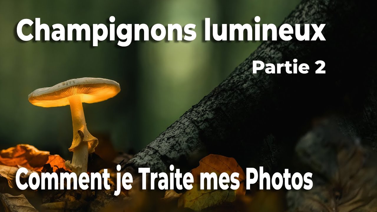 Champignons Lumineux - Partie 2 - Comment je traite mes photos dans Lightroom et Photoshop