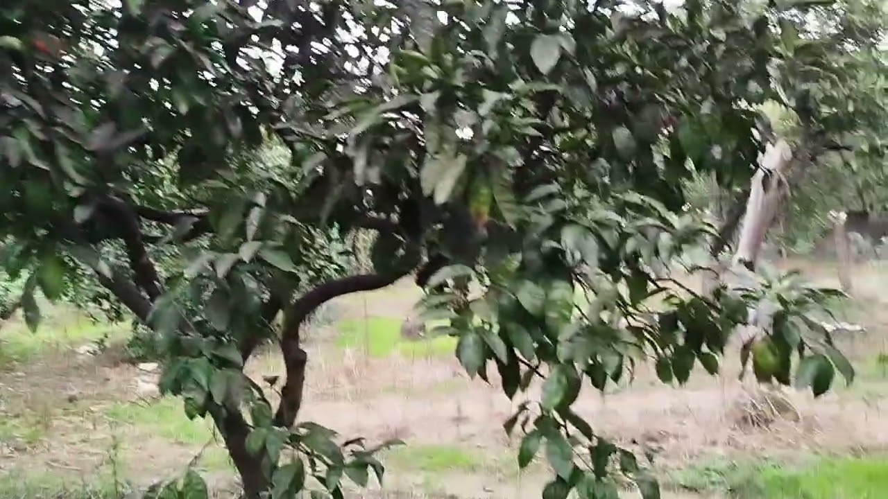 Стрижка мандарин
