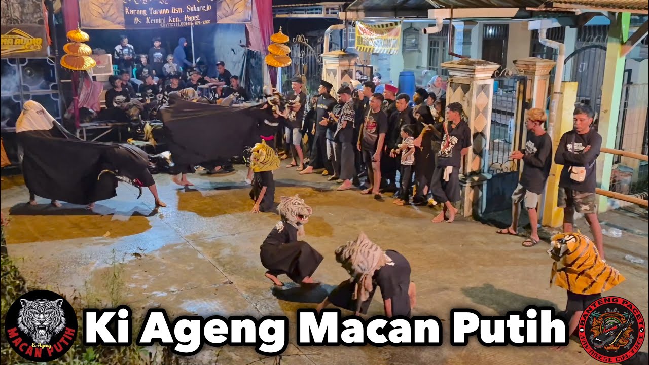 Ki Ageng Macan Putih ft Taruna Sejati & Tri Tunggal Live Sukorejo Pacet || Kembangan & Bantengan