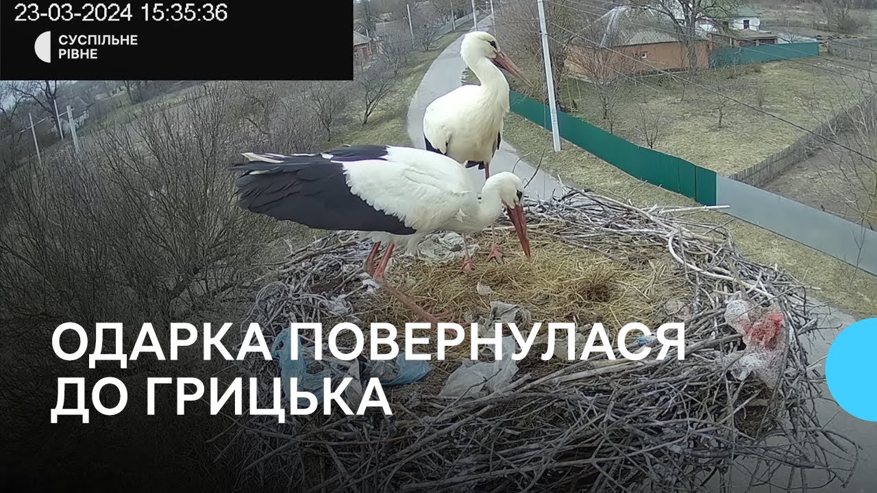Одарка повернулася до Грицька: як лелеки прилітають з вирію і знаходять свої старі гнізда