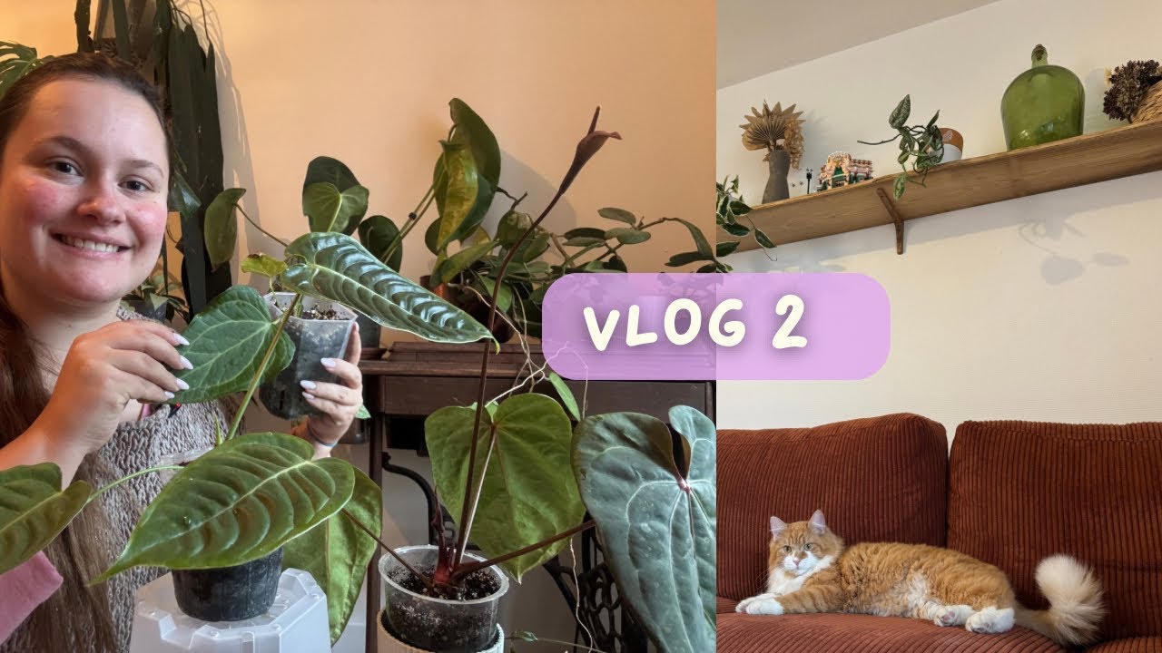 Vlog 2 : Rempotage d’anthurium et nouvelles décorations 