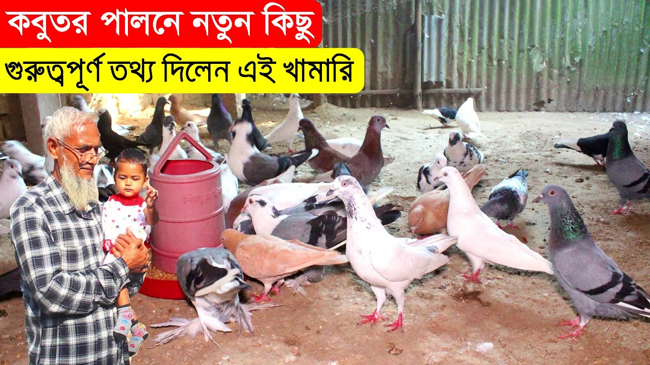 কবুতর পালনে নতুন কিছু খুবই গুরুত্বপূর্ণ অসাধারণ তথ্যের কথা জানালেন এই খামারি | BD Pigeon Farms.