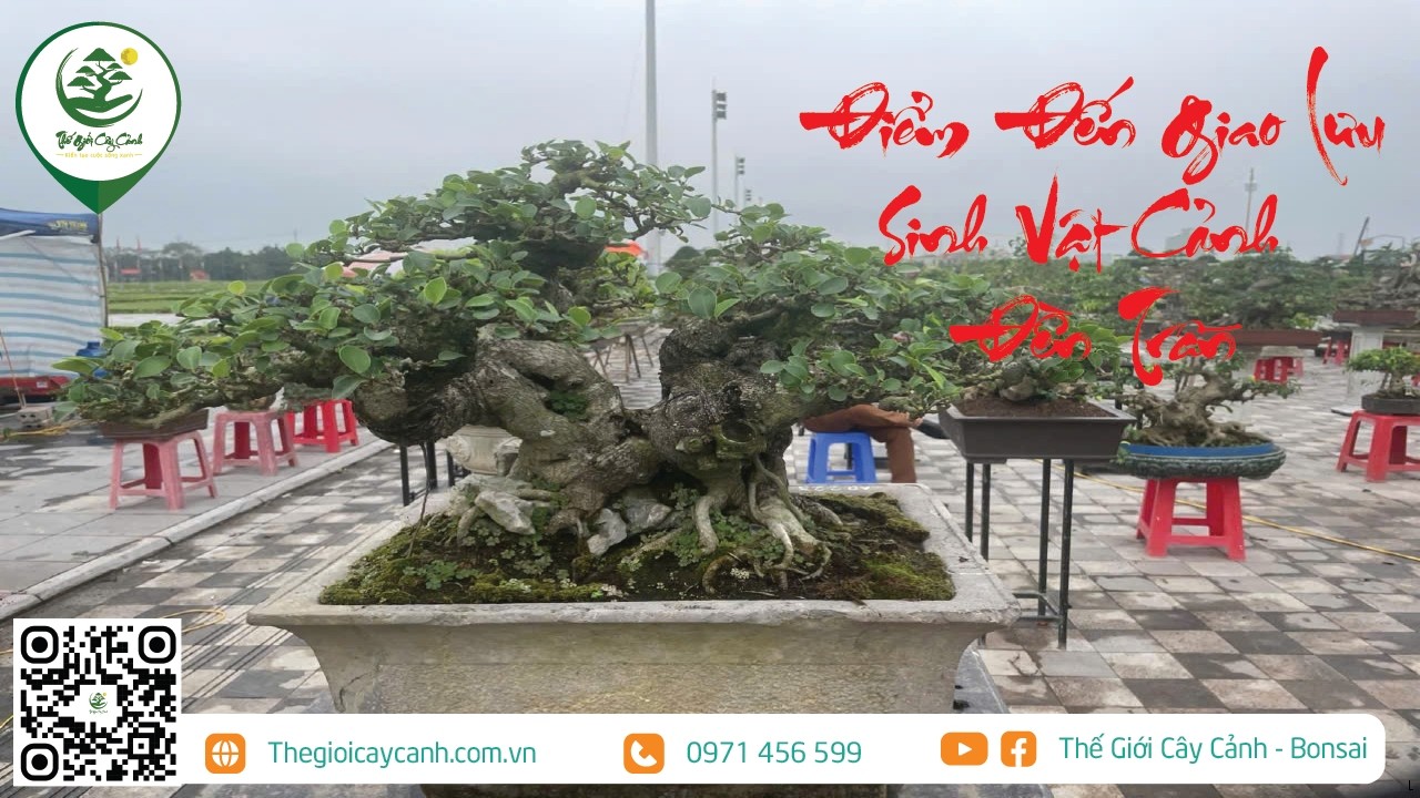 ĐIỂM ĐẾN GIAO LƯU SINH VẬT CẢNH | THẾ GIỚI CÂY CẢNH |
