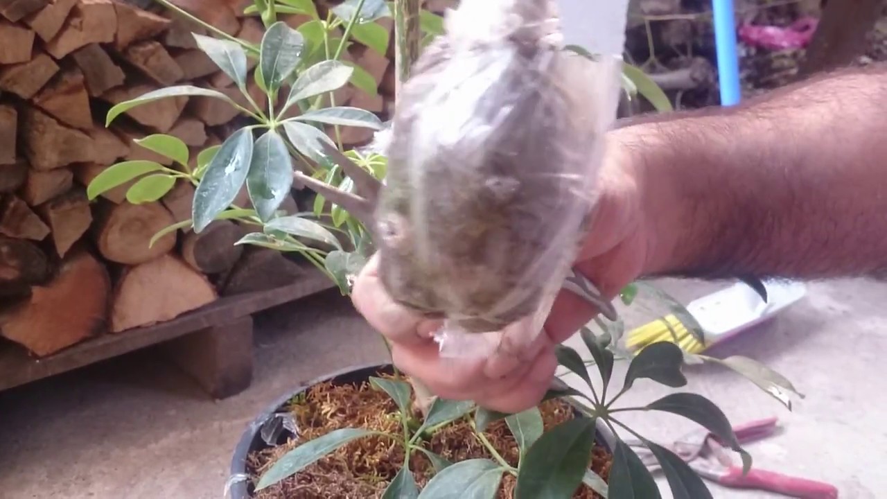 Şeflera Bitkisi Havai Köklendirme Sonucunda Kök Gelişimi.  Schefflera Bonsai