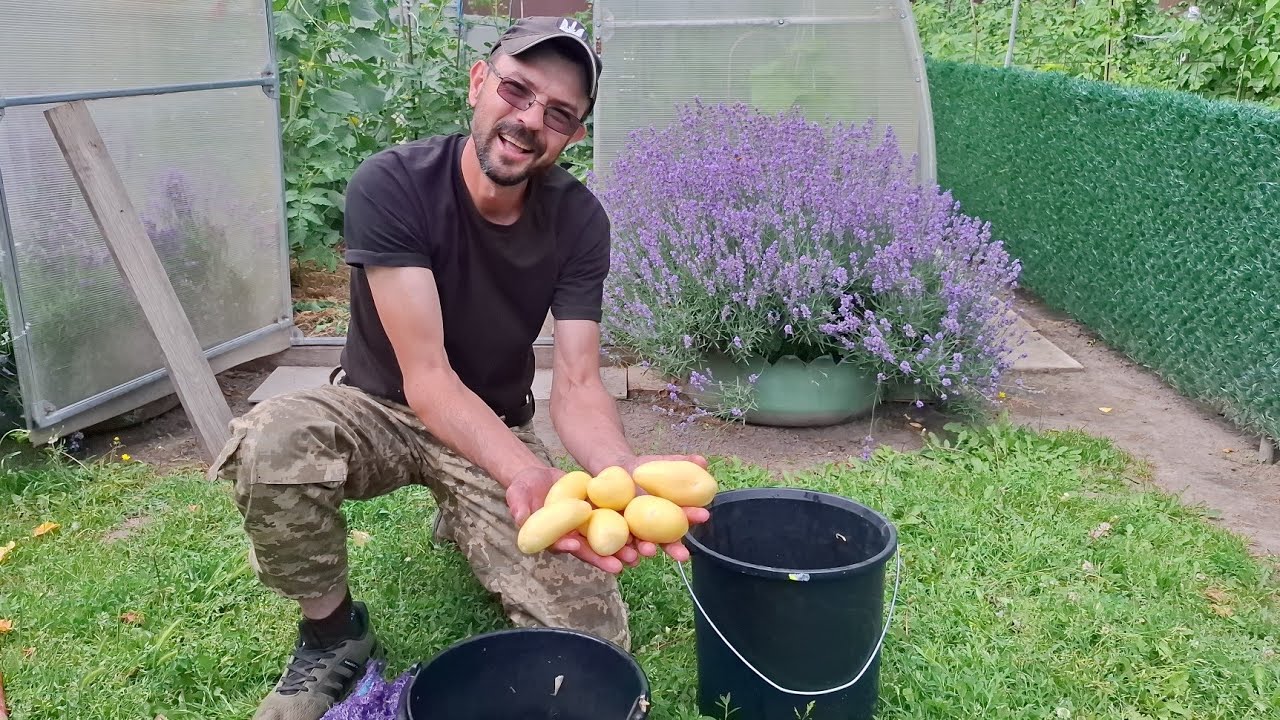 Копаєм 🥔🥔не Рівєру,а ГрАнаду й Королеву‼️Чистим 🥔🥔  за 5 хв🔥На полі 🥔🥔захворіла‼️Овес по шию  для 🐎