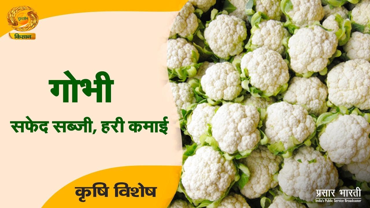 Krishi Vishesh | कृषि विशेष- गोभी सफ़ेद सब्जी हरी कमाई | DD Kisan | 29/01/2026