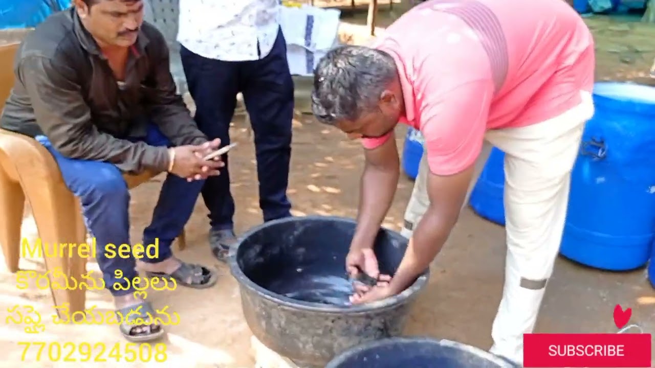 #murrel seed # కోరమీను పిల్లలు సప్లై చేయబడును మాధవరావు ఫిష్ హేచరీ ఫార్మ్స్ గొల్లపల్లి నూజివీడు 