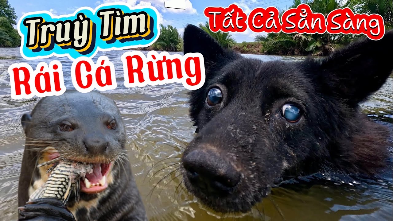 Rái Cá Rừng Xuất Hiện, Sen Bất Chấp Nguy Hiểm Quyết Dẫn Bầy Chó Vào Rừng Truy Tìm Dấu Vết