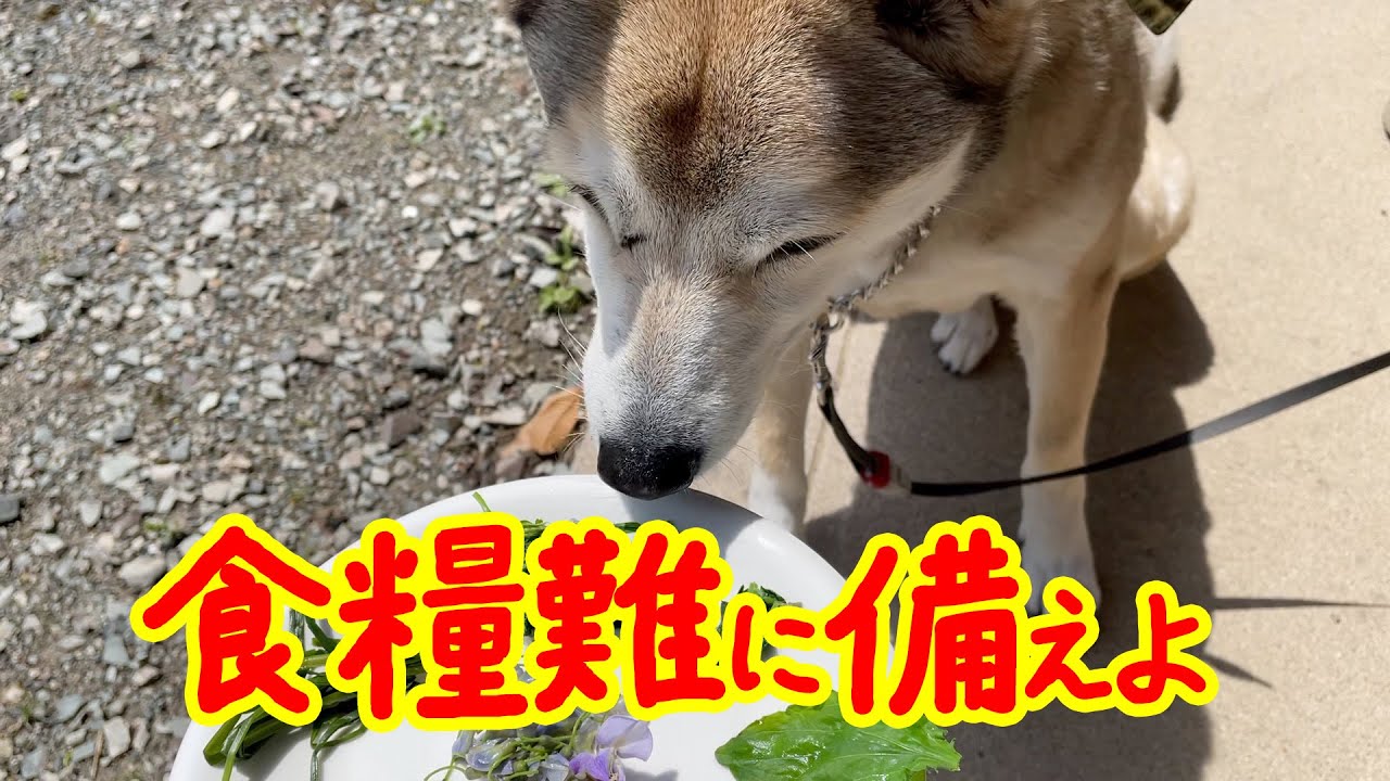 【食糧危機に備えよ】飢えを回避するための知識を身につけるLevel①