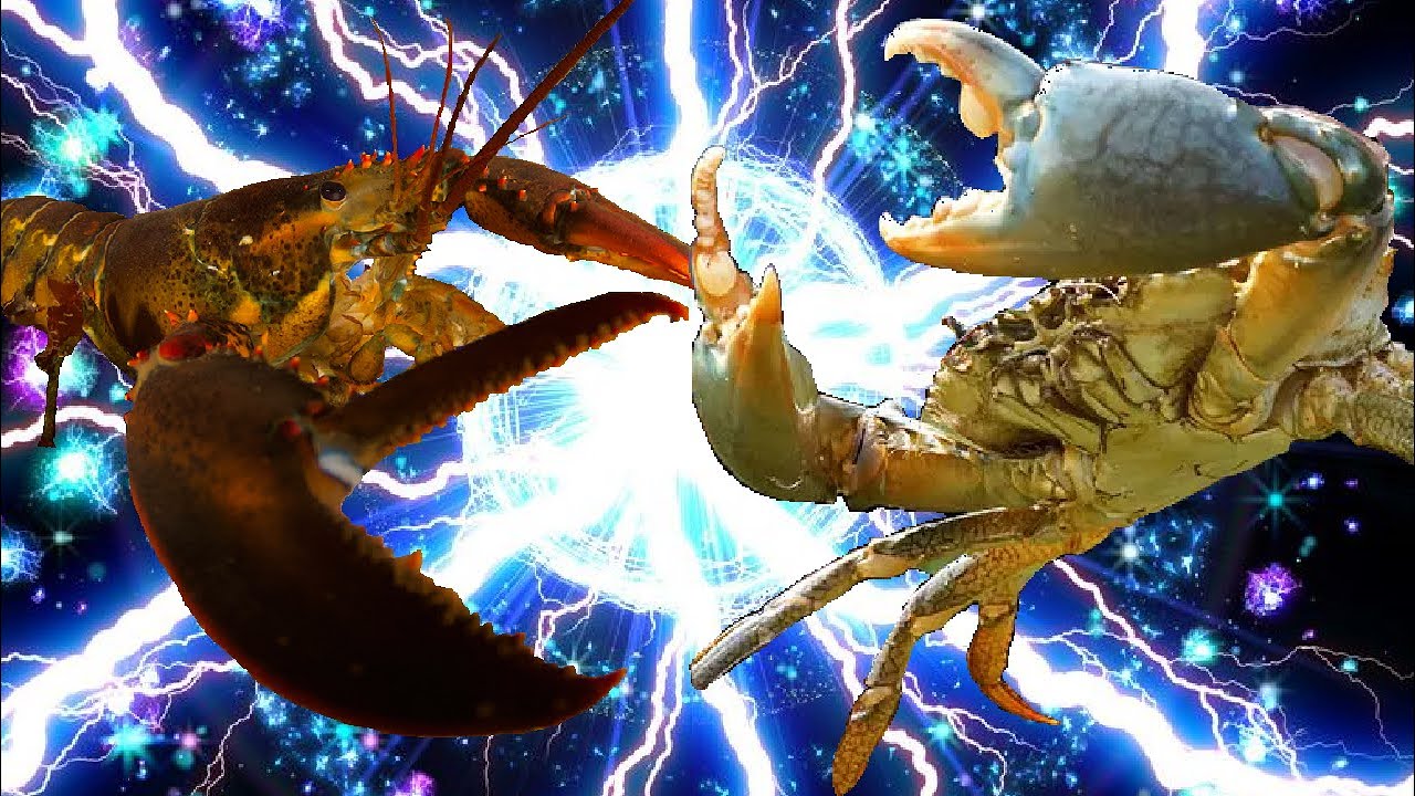 【大晦日企画試合切り抜き】ロブスター２７８ｍｍVSノコギリガザミ１３７ｍｍ【異種格闘技】Lobster vs Mud Crab