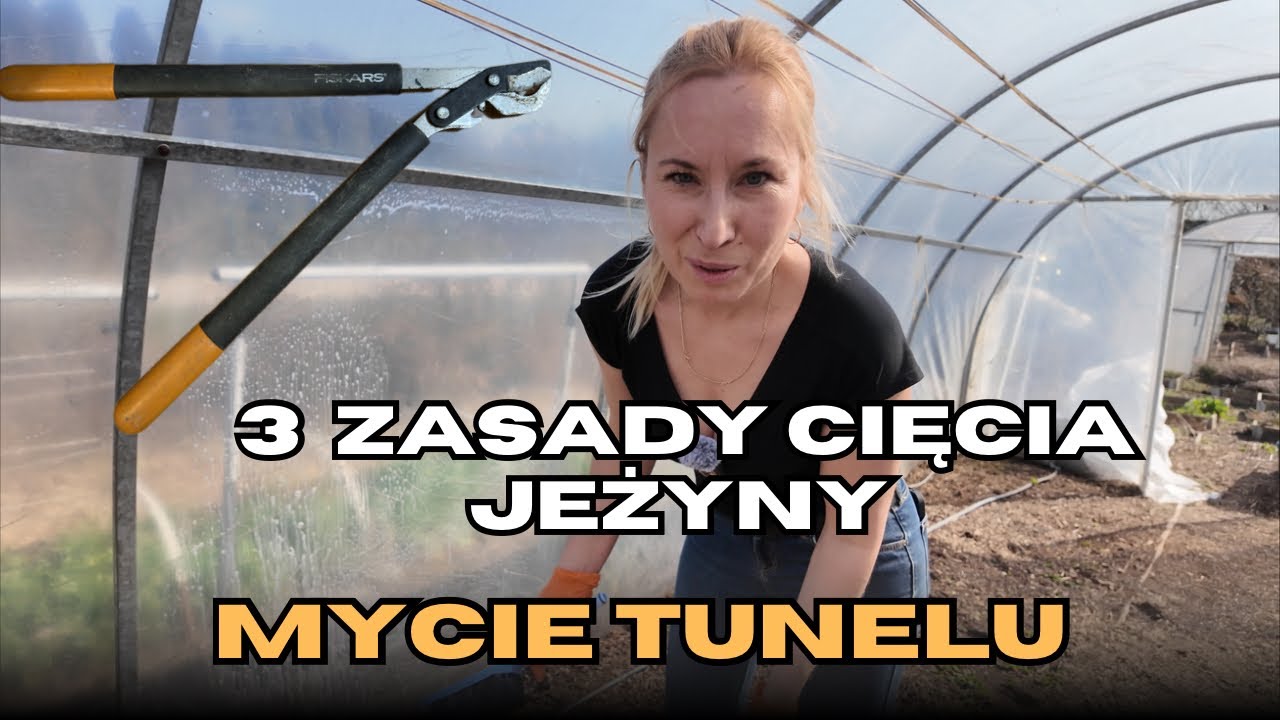 Mycie tunelu mydłem potasowym, cięcie jeżyn i liść laurowy po zimie! 🌱