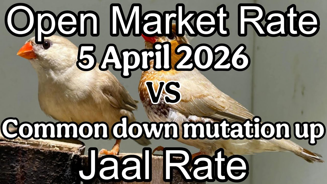 Birds price in Karachi Pakistan 5 April 2026 | Jaal rate update | Open market rate update