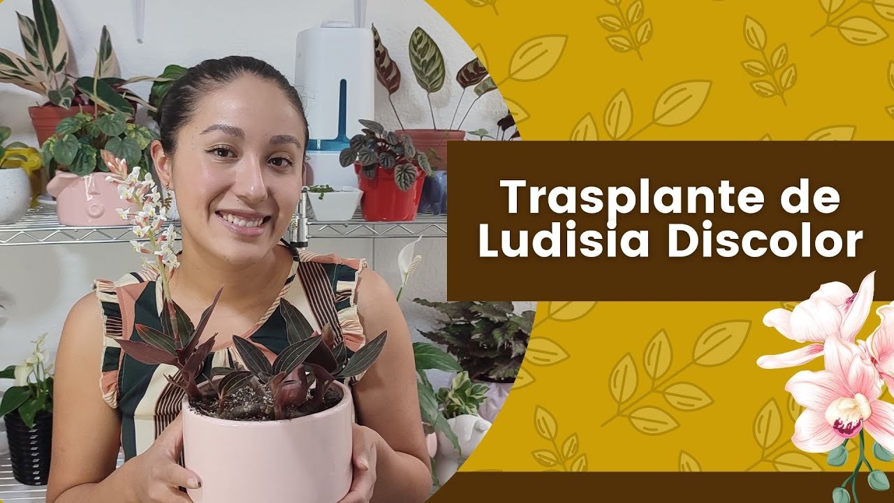 Trasplante Ludisia discolor