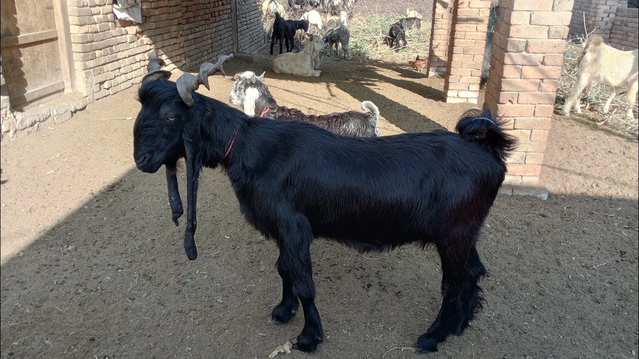 Ddp goats for sale hy