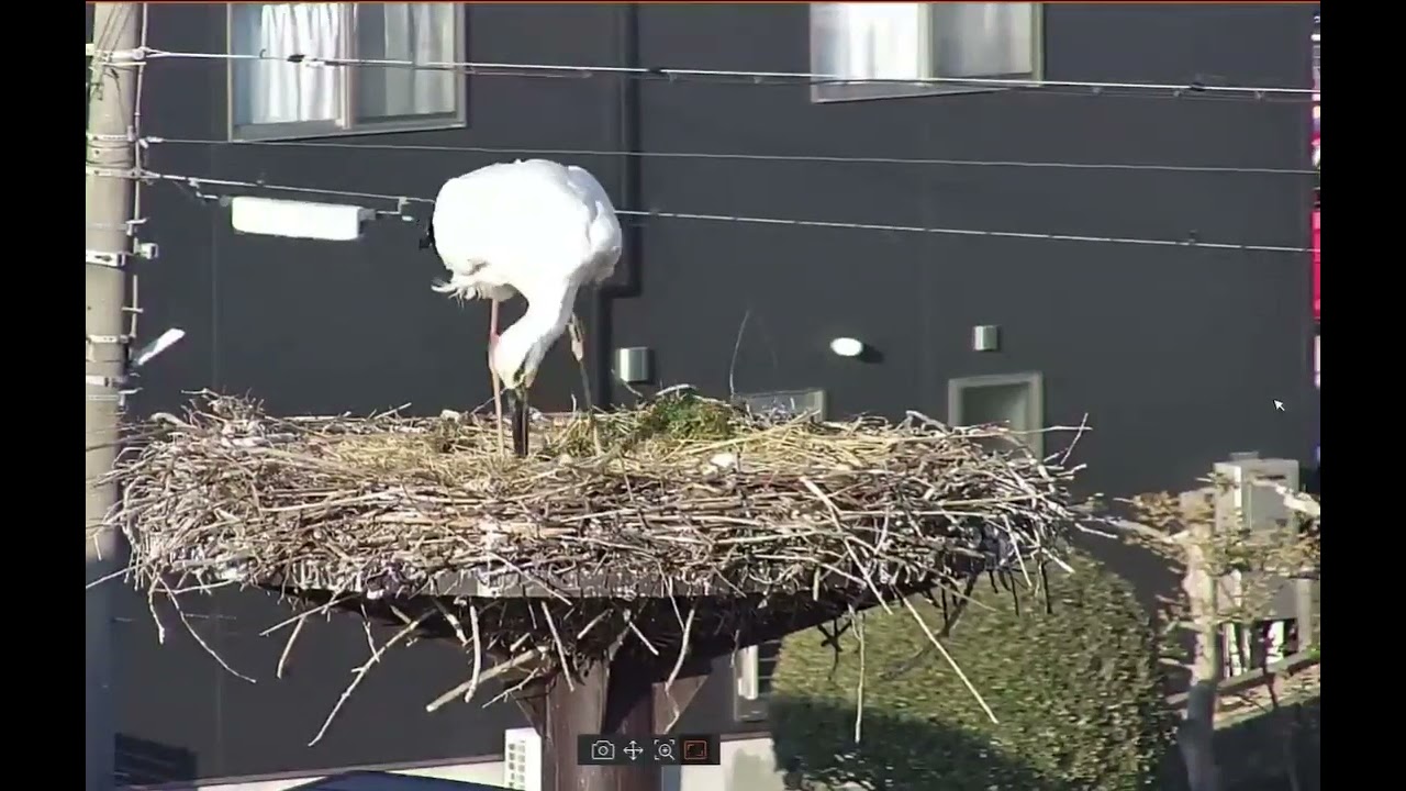 2026年人工島巣塔でヒナ孵化1日目