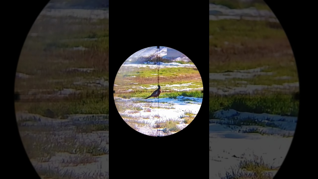 Фазан. Pheasant. 