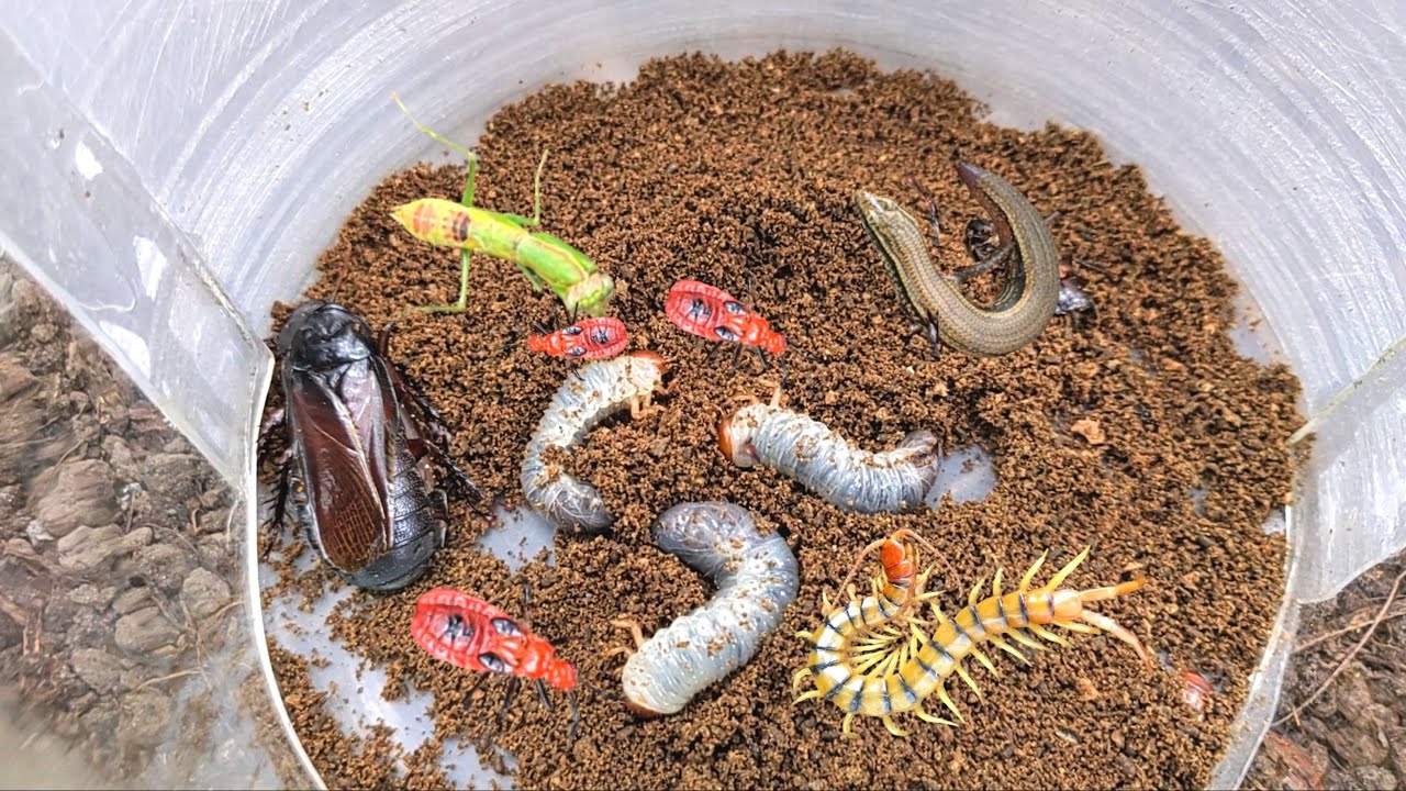 💥Hunt beetle larvae, red ladybugs, baby praying mantises, centipedes, winged cockroaches and skinks