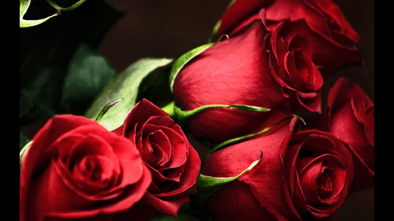 Darren Hayes - Roses (Subtitulada al español)
