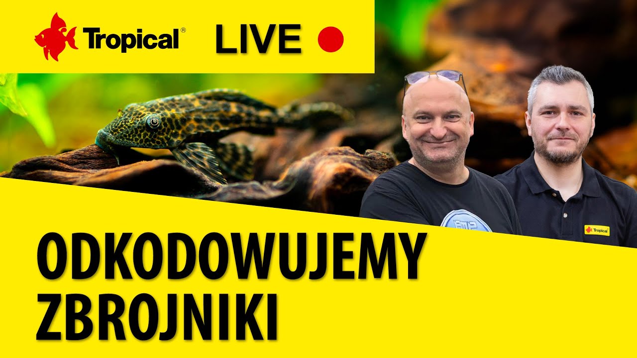 TROPICAL LIVE | Odkodowujemy zbrojniki/Decoding Loricariidae - Maciej Koczko & Marcin Wawrzyniak