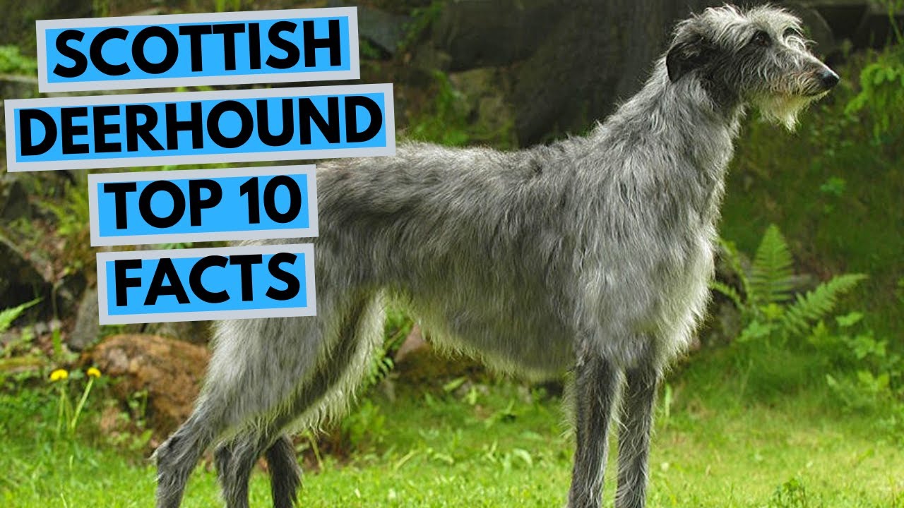 Scottish Deerhound - TOP 10 Interesting Facts