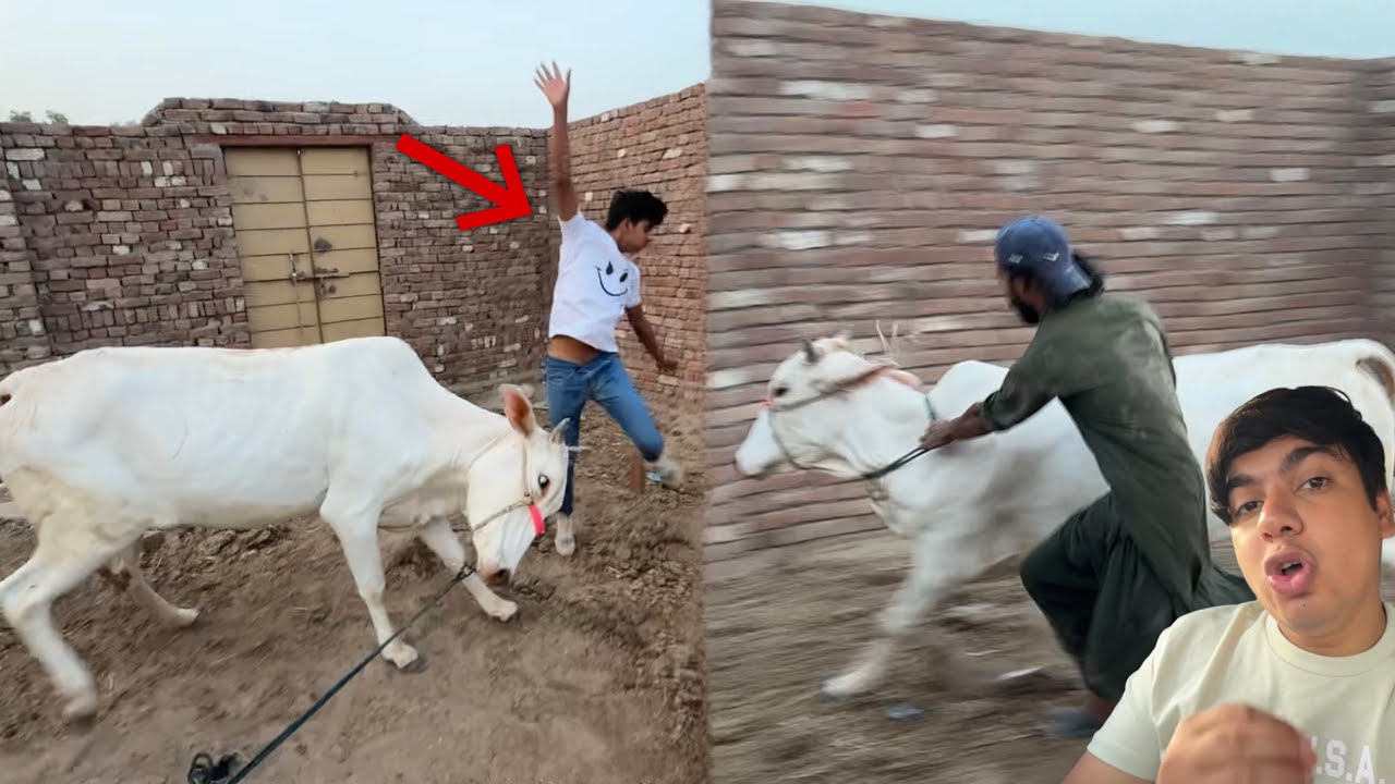Hmari Cow Gosa Me Agai 😰 Subhan Ko Mara ☹️