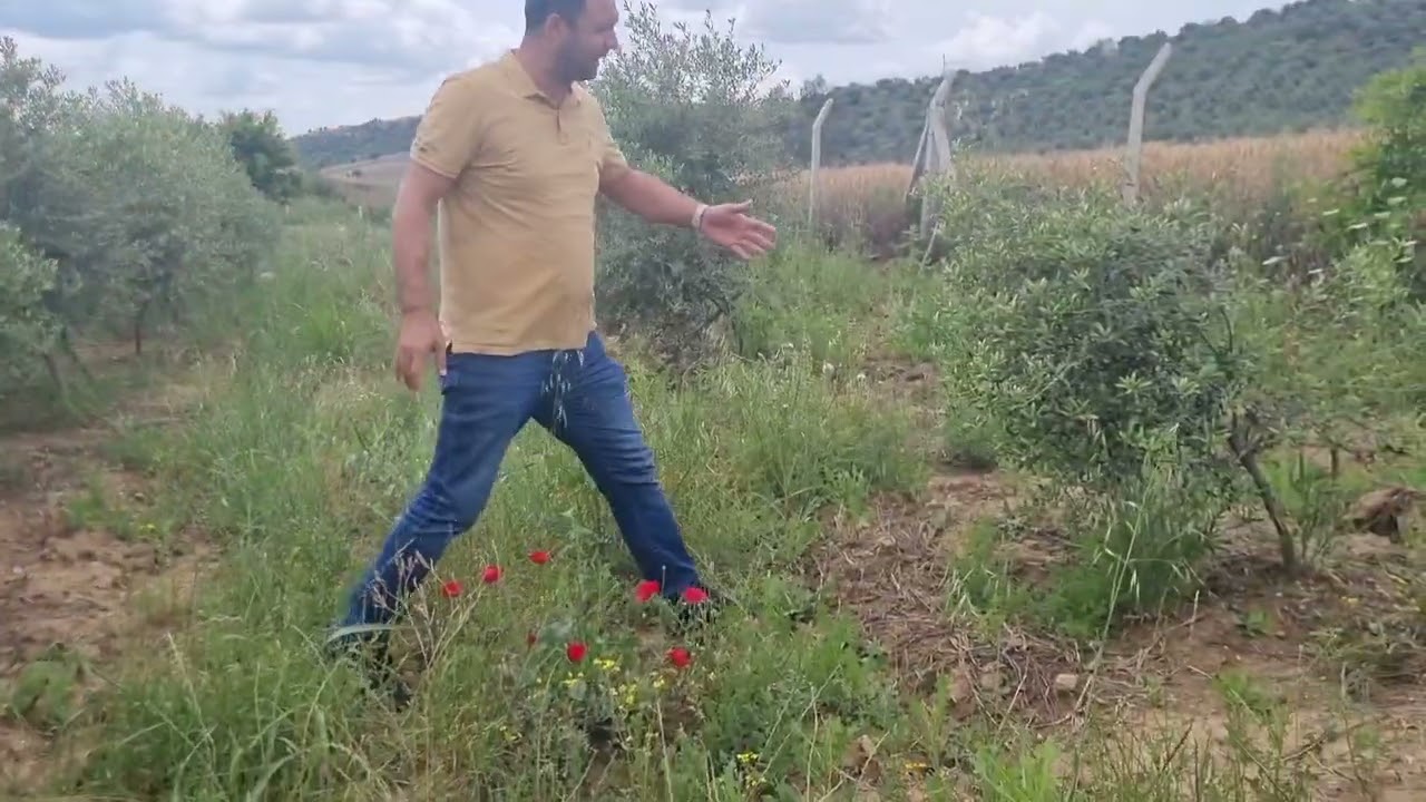 Arbequina Bahçesi İnceleme