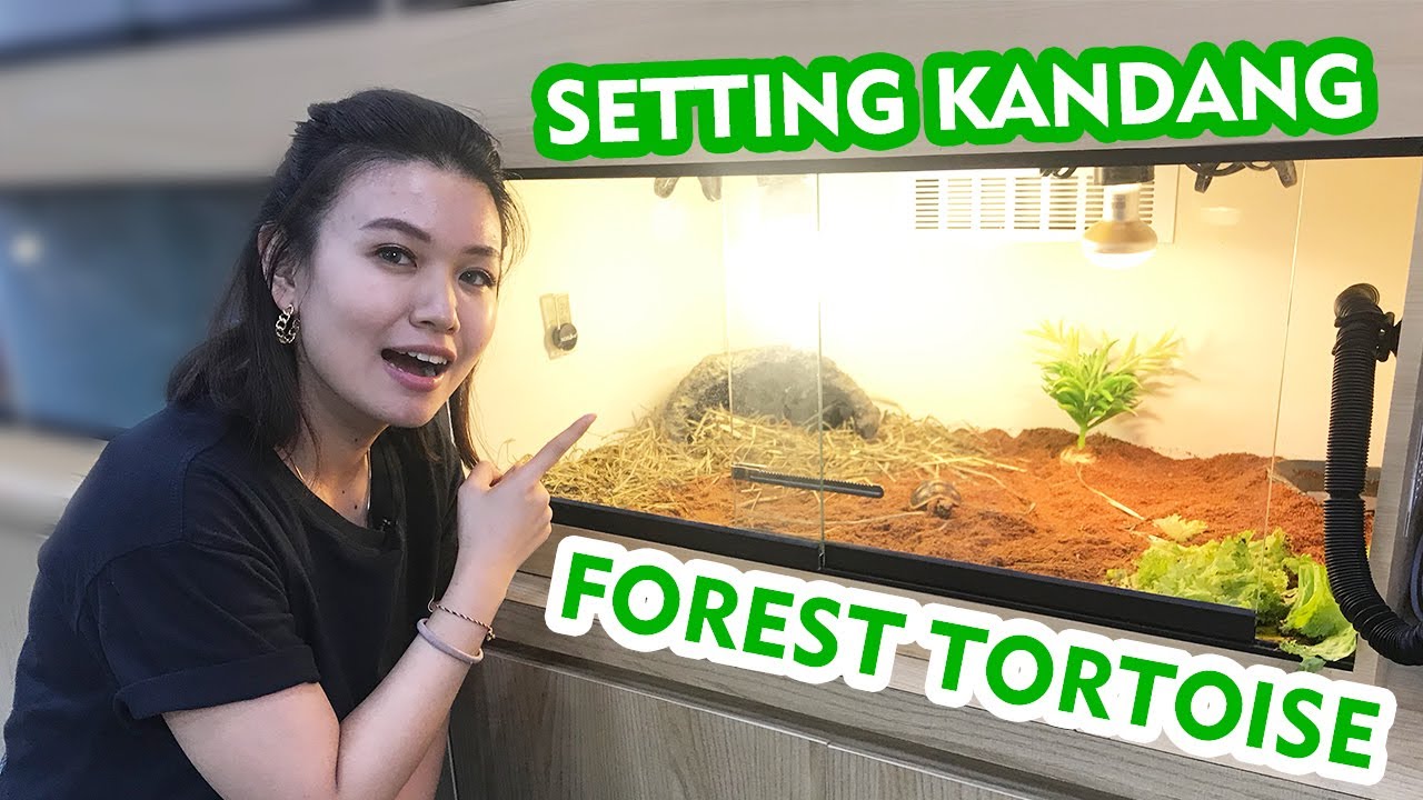KANDANG KURA CHERRY HEAD, RED-FOOT, YELLOW FOOT,  TORTO TIPE FOREST BUAT PEMULA