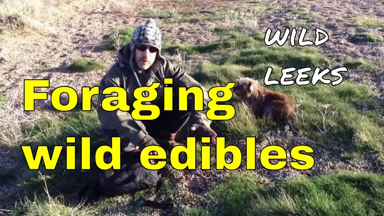 Foraging wild edibles - uk winter - wild leeks