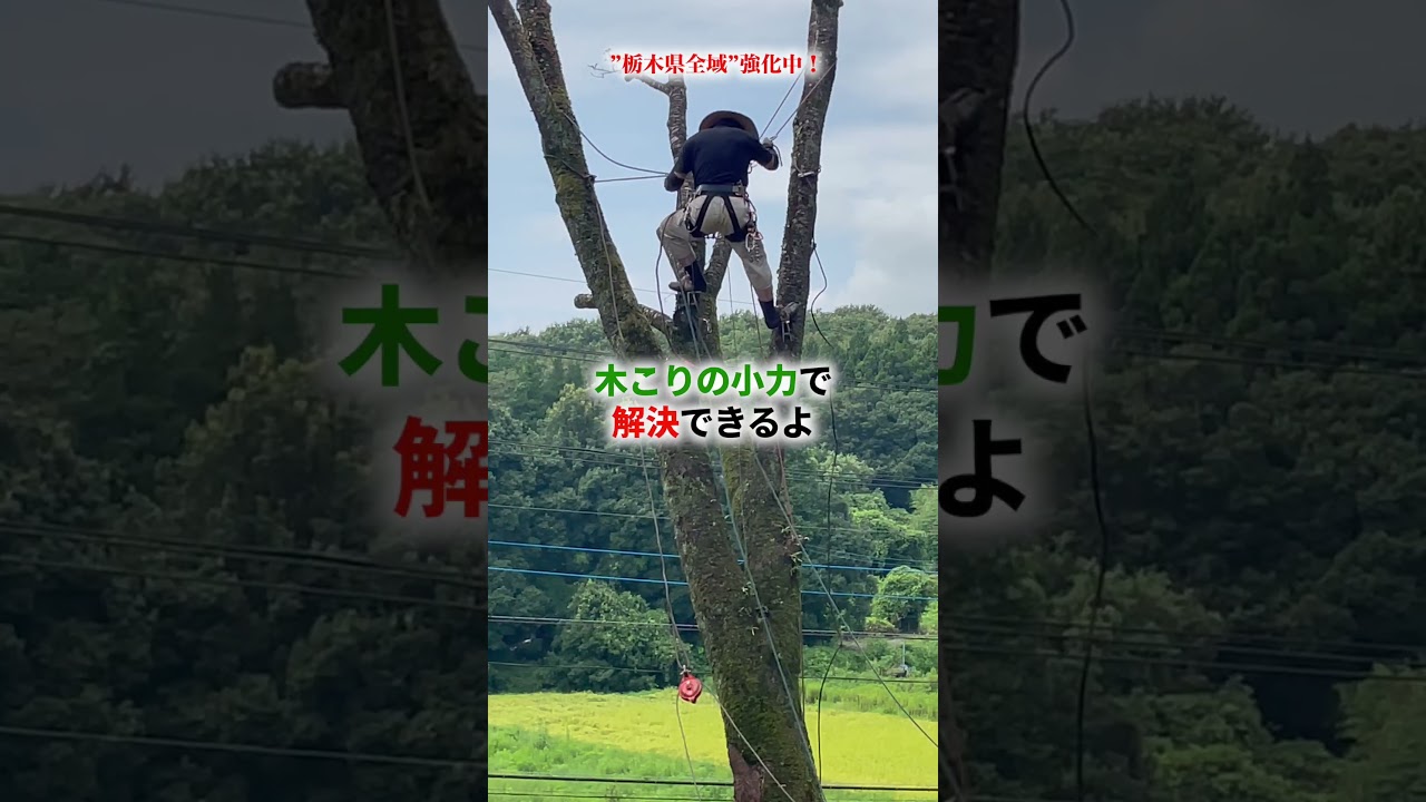 木こりの仕事、知ってる？
