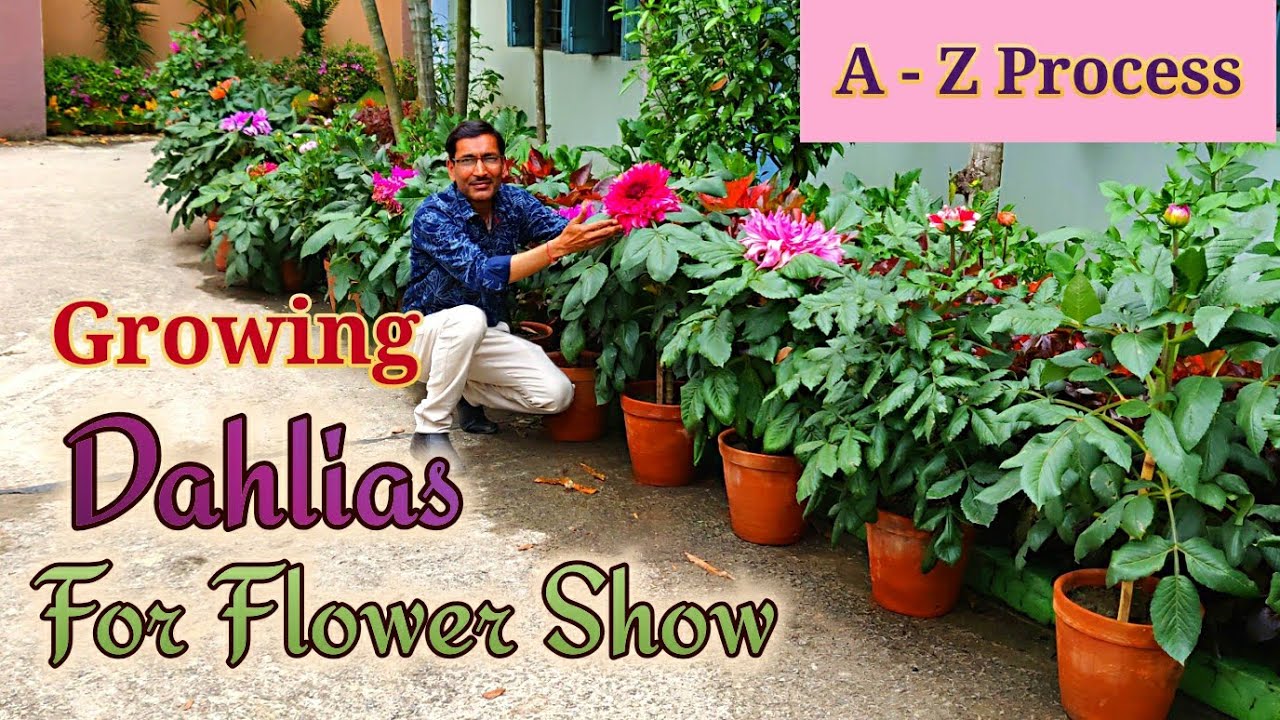 Growing Dahlias from Cuttings the full Tutorial. Learn from A - Z Process.