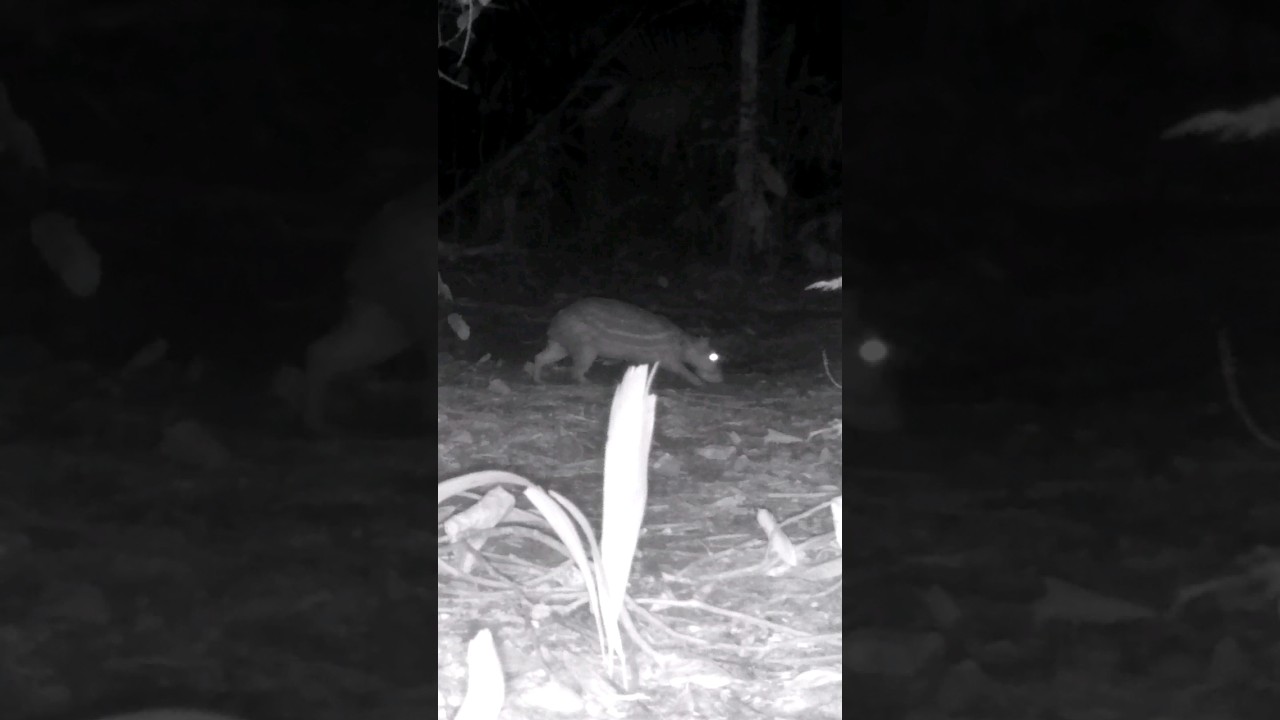 A vis&atilde;o noturna da PACA: Como a c&acirc;mera de infravermelho revela seus movimentos na escurid&atilde;o.