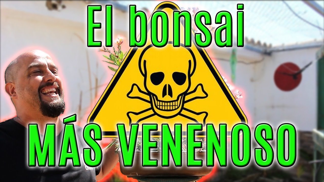 Trabajo el bonsai más venenoso del mundo