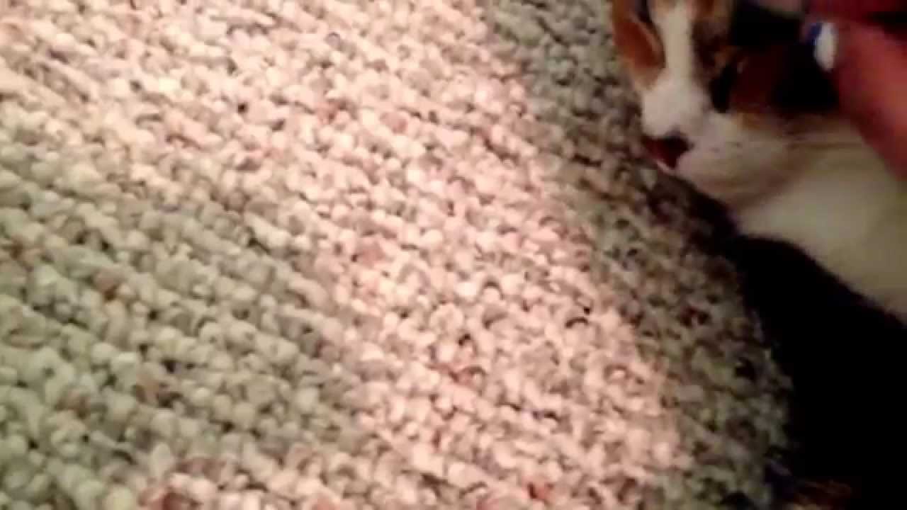 How to put make up on a cat #glitter queens