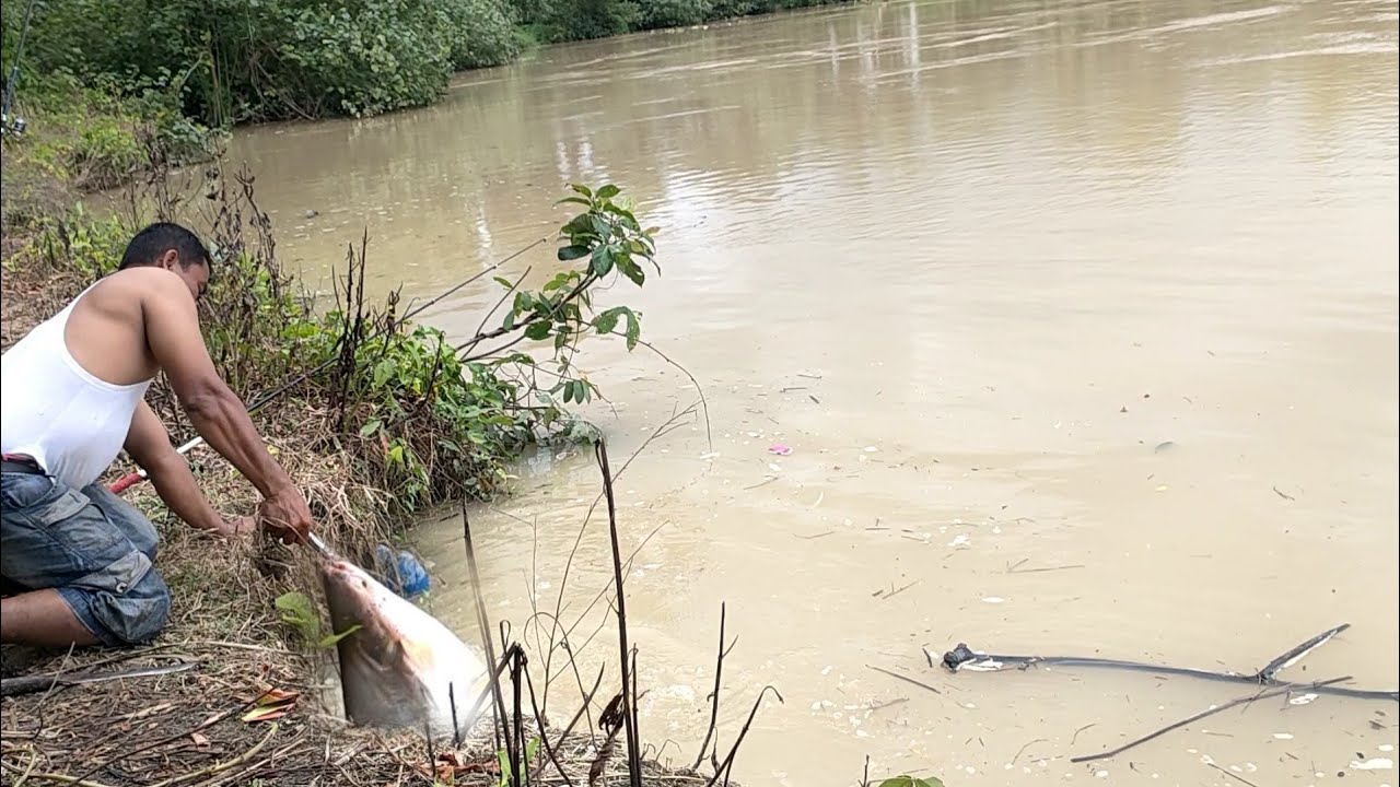 GAK PAKAI LAMA || UMPAN TURUN LANGSUNG DI SAMBAR IKAN PATIN MONSTER SUNGAI ASAHAN