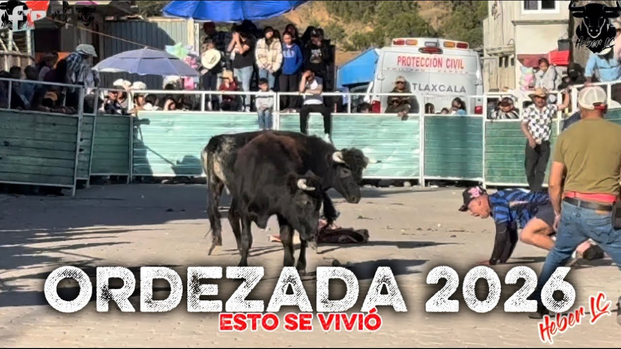 Suelta de TOROS en las CALLES De Díaz Ordaz 2026 