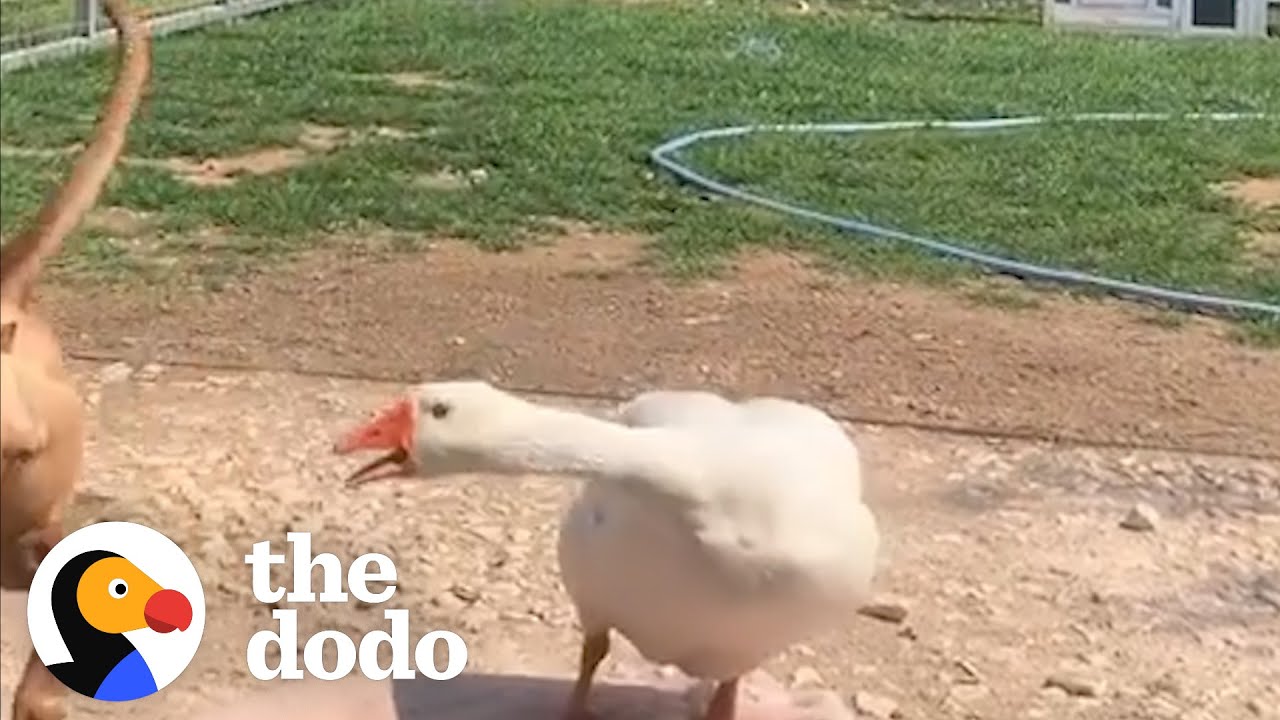 Bossy Goose Is The Queen Of Her Home | The Dodo