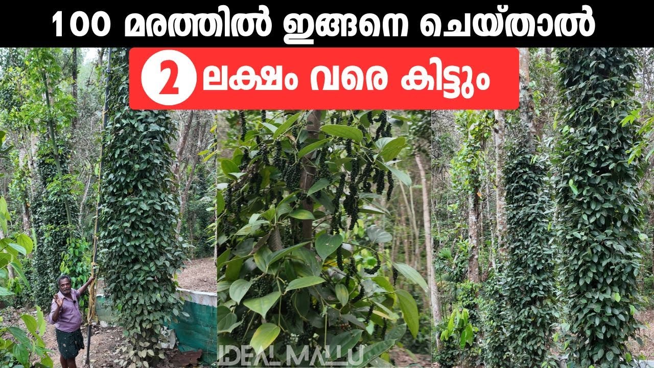 വെറും 100 മൂട് കുരുമുളക്, 2 ലക്ഷം രൂപ വരുമാനം! 😱 ലാഭക്കണക്ക് അറിയാം.